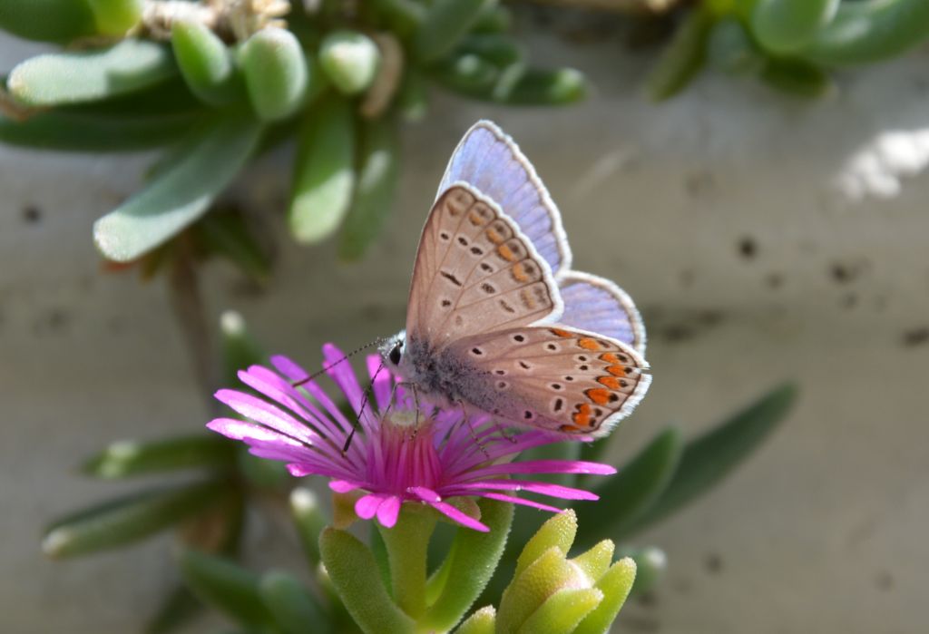 Polyommatus (Lysandra) bellargus